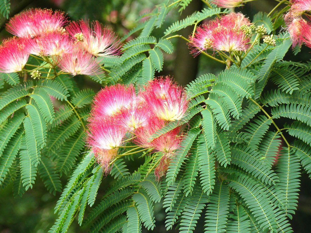 albizia