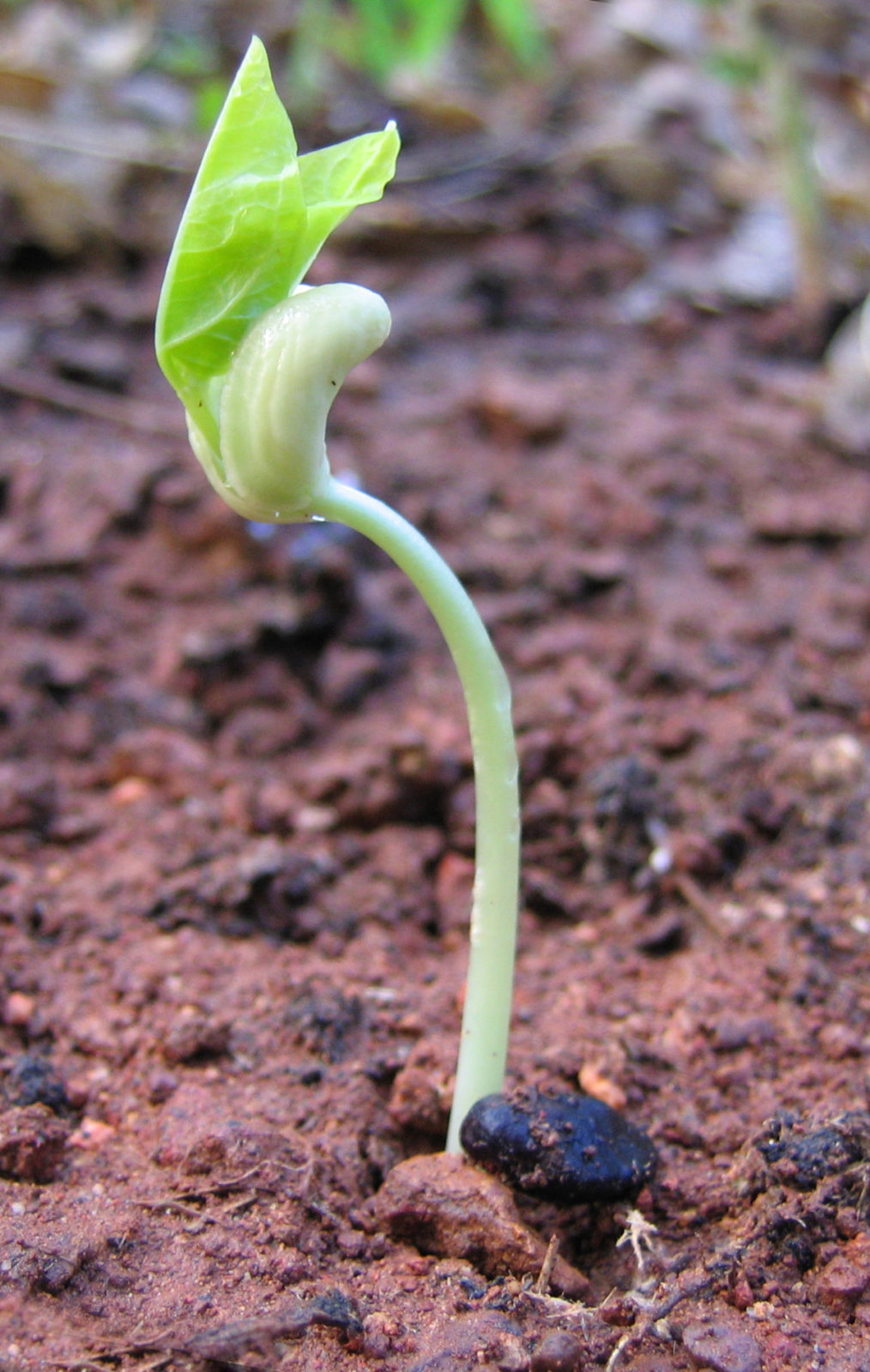 Pea_seed_germinating.jpg